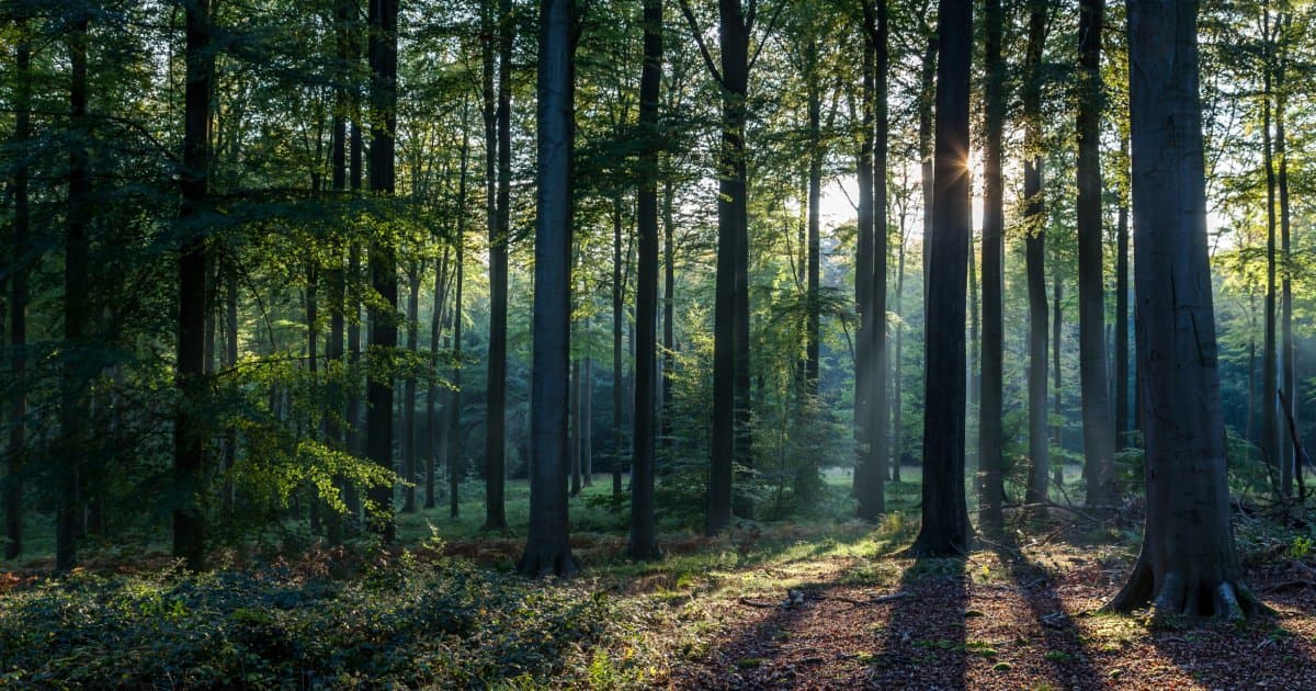 chemin en forêt